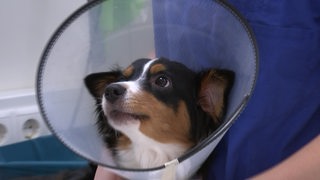 Ein Border-Mischling wird in der Tierklinik in Posthausen behandelt. Der Hund trägt eine Halskrause.