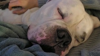 Ein Hund der Rasse Bulldog welcher schläft. 