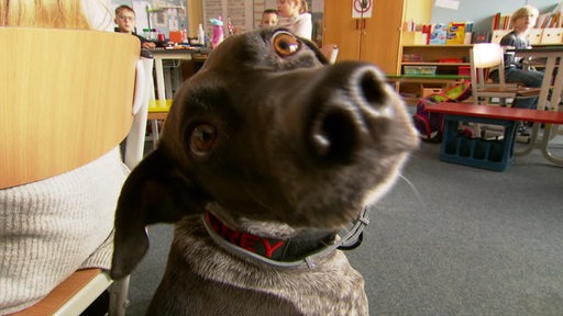 Ein Hund im Klassenzimmer einer Grundschule