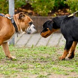 Ein junger Rottweiler und eine Englische Bulldogge 
