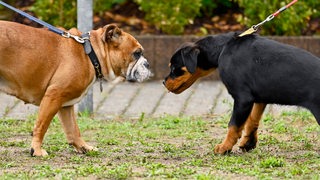 Ein junger Rottweiler und eine Englische Bulldogge 
