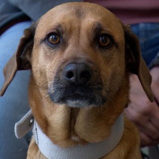 Ein Hund schaut in die Kamera.
