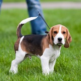 Ein junger Beagle geht mit seinem Herrchen an der Leine Gassi