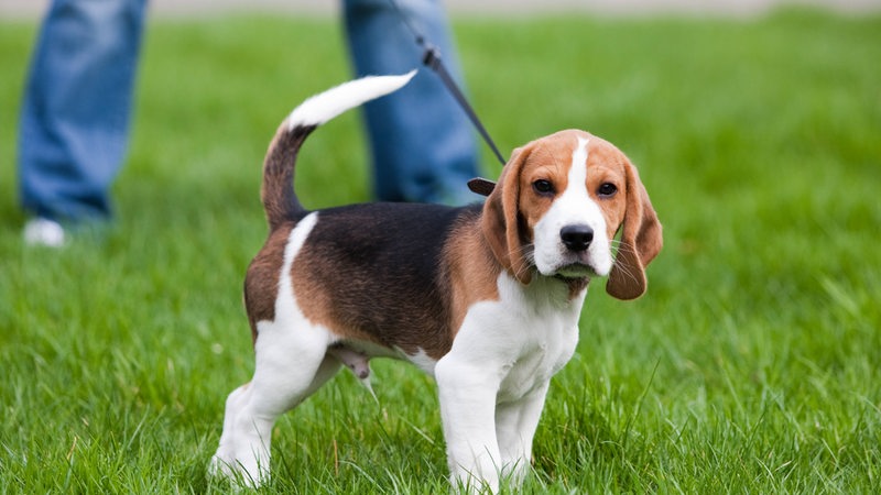 Ein junger Beagle geht mit seinem Herrchen an der Leine Gassi