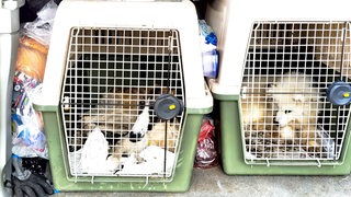 Kleine, verschmutzte Hunde sitzen in schmutzigen Käfigen in einem Kofferraum.