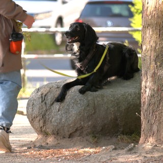 Ein Hund liegt auf einem Stein.