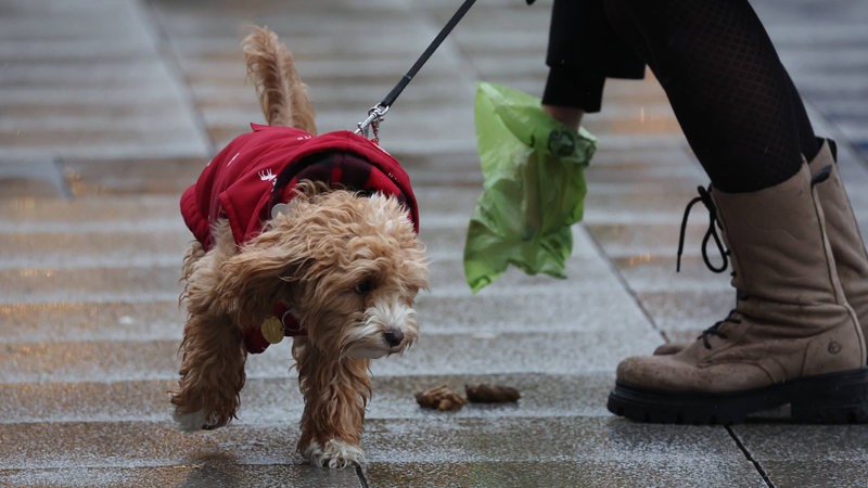Ein Hund hat auf einem Gehweg einen Haufen hinterlassen, Frauchen hebt es mit einem Kotbeutel auf.