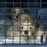 Mischlings-Welpen (Cocker Spaniel - Pudel) sitzen in einer Transportbox