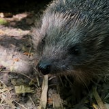 Ein Igel schaut in die Kamera.
