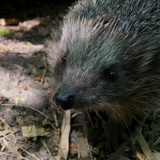 Ein Igel schaut in die Kamera.