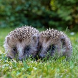 2 junge Igel auf einer Wiese blicken in die Kamera.