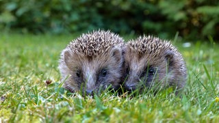 2 junge Igel auf einer Wiese blicken in die Kamera.