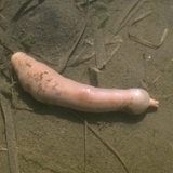 Ein Igelwurm am Meeresboden
