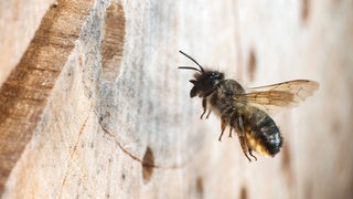 Eine Biene fliegt in eine Niesthilfe – ein sogenanntes Bienenhotel. 