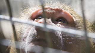 Ein Affe guckt durch Gitterstäbe.