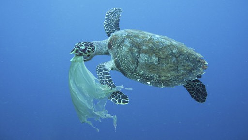 Eine Schildkröte im Meer hat eine Plastiktüte im Maul.