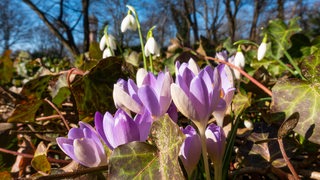 Krokusse und Schneeglöckchen in einem Park