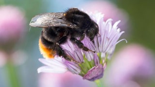Eine Hummel auf einer Blüte