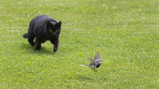 Eine Hauskatze läuft hinter einem  Vogel hinterher