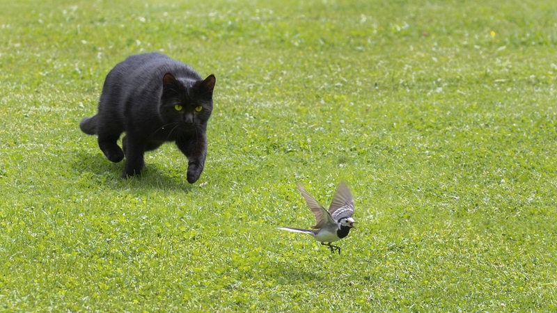 Eine Hauskatze läuft hinter einem  Vogel hinterher