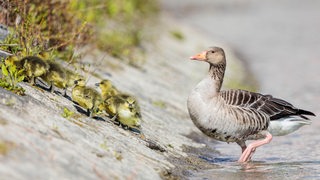 Eine Graugans mit Jungtieren grast auf einer Wiese.