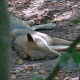 Ein Wolf liegt auf einem Waldboden.