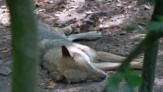 Ein Wolf liegt auf einem Waldboden.
