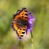 Kleiner Fuchs Schmetterling