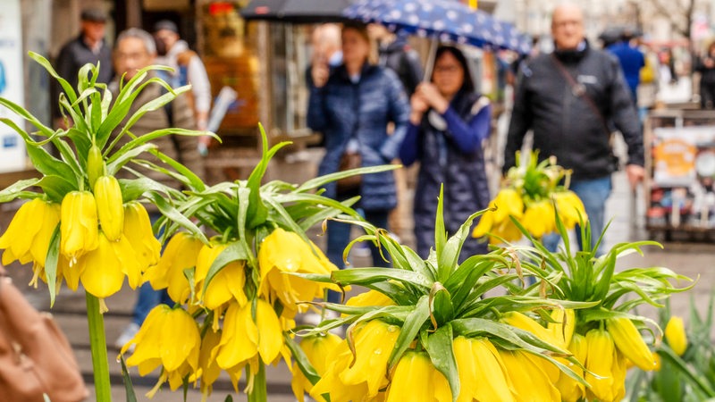 Mehrere Menschen mit Regenschirmen spazieren hinter verregneten Frühlingsblumen eine Straße entlang.