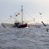 Ein Fischerboot fährt zum Fischfang hinaus in die Nordsee. Möwen umkreisen den Kutter.