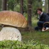 Eine Pilsammlerin im Wald, im Vordergrund ein Steinpilz (Symbolbild)