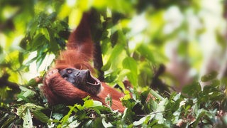 Ein Orang-Utan liegt gähnend in einem Nest aus Blättern in einem Baum.