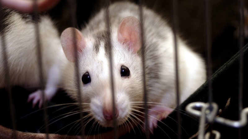 Ratte in einem Käfig