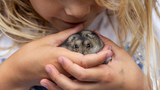 Ein kleines Mädchen hält einen Hamster in ihren Händen.