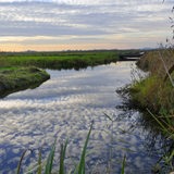 Naturschutzgebiet Werderland in Lesum