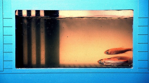 Ein orangener Fisch schwimmt in  einem Aquarium