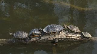 Vier Gelbwangen Schmuckschildkröten und eine Europäische Sumpfschildkröte sonnen sich auf einem dicken Ast im Wasser.