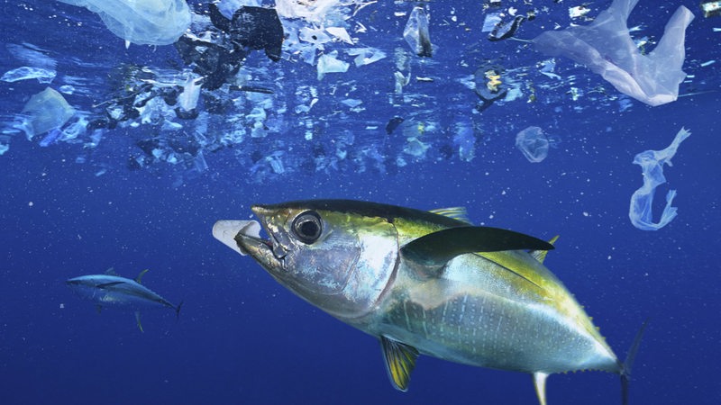 Ein Fisch schwimmt im blaune Meer zwischen Müll.