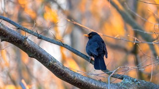 Eine Amsel sitzt auf einem Zweig ohne Blätter