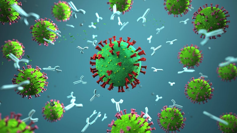 Grafische Darstellung von Antikörpern, die das Corona-Virus bekämpfen