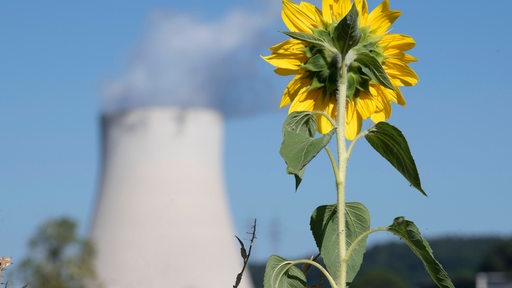 Unscharf der Kühlturm des Atomkraftwerks Isar 2 in Essenbach bei Landshut, davor eine Sonnenblume (Archivbild)