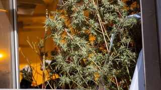 Durch ein Fenster sieht man eine große Cannabis-Pflanze.
