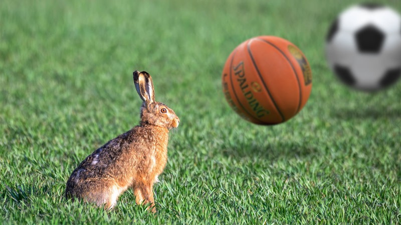 Collage: Ein Hase sitzt auf dem Rasen, ein Basketball und ein Fußball fliegen ins Bild