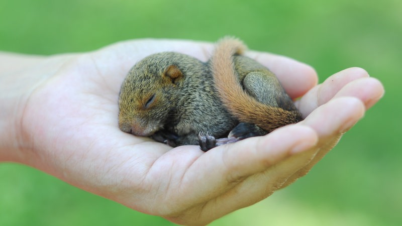 Eine Hand hält ein Babyeichhörnchen.