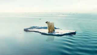 Ein Eisbär steht auf einer Eisscholle inmitten von Wasser.