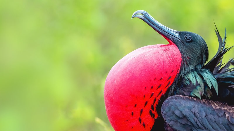 Ein Vogel mit langem Schnabel und schwarzem Gefieder sitzt auf einem Busch und hat einen großen, auffälligen, roten, aufgeplusterten Beutel am Hals.