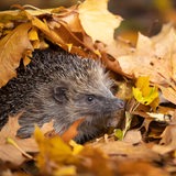 Ein Igel streckt seinen Kopf aus einem Laubhaufen im Herbst.