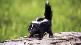 Ein kleines, junges Stinktier mit schwarzem Fell und weißen Streifen auf dem Rücken und über der Schnauze steht auf einem alten Baumstamm in einer grünen Landschaft.
