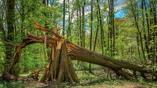 Ein umgeknickter Baum nach einem Sturm im Wald