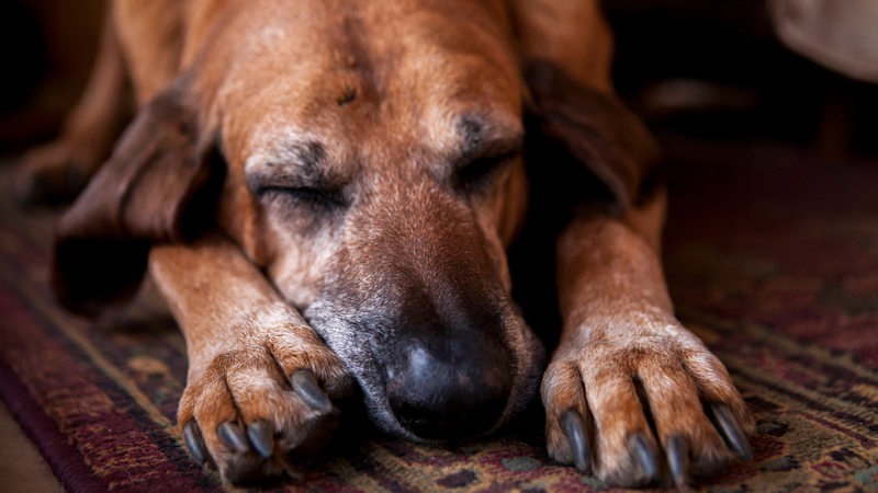 Ein alter schlafender Bluthund